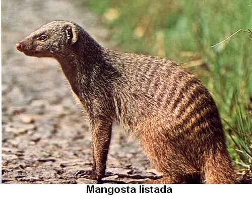 Mangosta listada.jpg